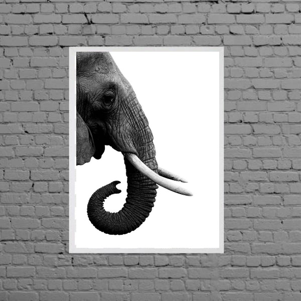 Quadro Perfil Elefante Fundo Branco