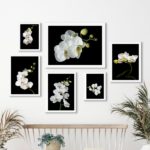 Kit Composição 6 Quadros Florais Fotografias Orquídeas