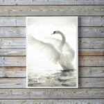 Quadro Decorativo Fotografia Cisne Branco