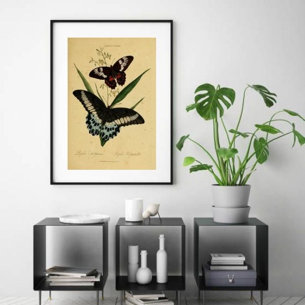 Quadro Vintage Butterflies - 60x48 Cm