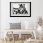 Quadro Horizontal Zebra - 60x48 Cm